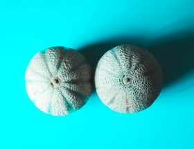deux implants mammaires texturés sur fond turquoise